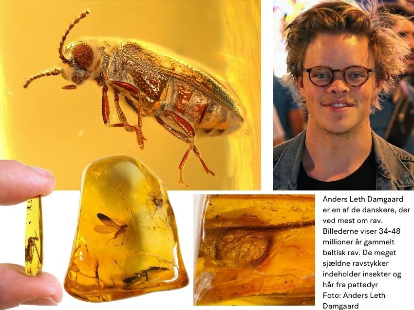 Anders Leth Damgaard med UV-lygte